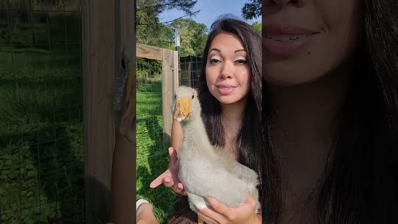 Goose vs. Duck