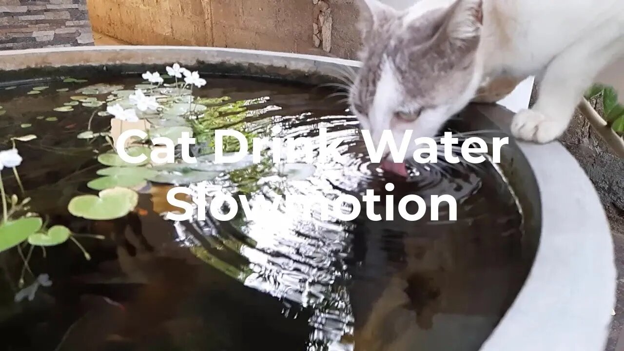 Cute Cat Drink Water - Slow-motion Video