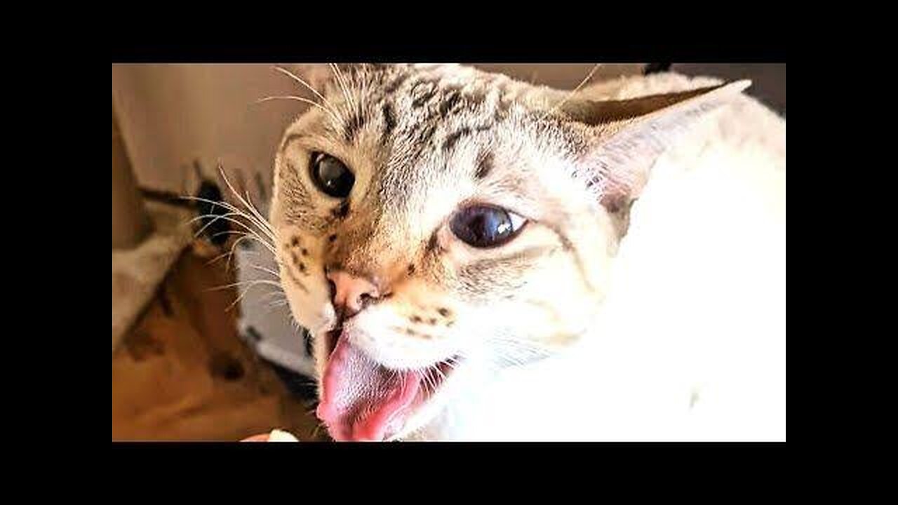 Kids entertainment.🐱🐱🐱🐱🐱