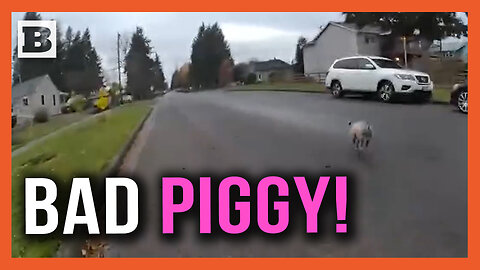 Bad Piggy! Notorious P.I.G. Leads Tacoma Cops on Wild Chase