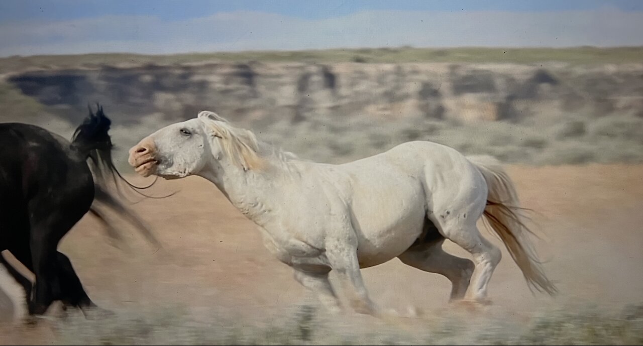 WHOA Wild Horses of America Ep 7 McCullough Peaks in Wyoming by Karen King