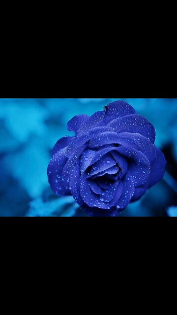 The Impeccable Blue Rose