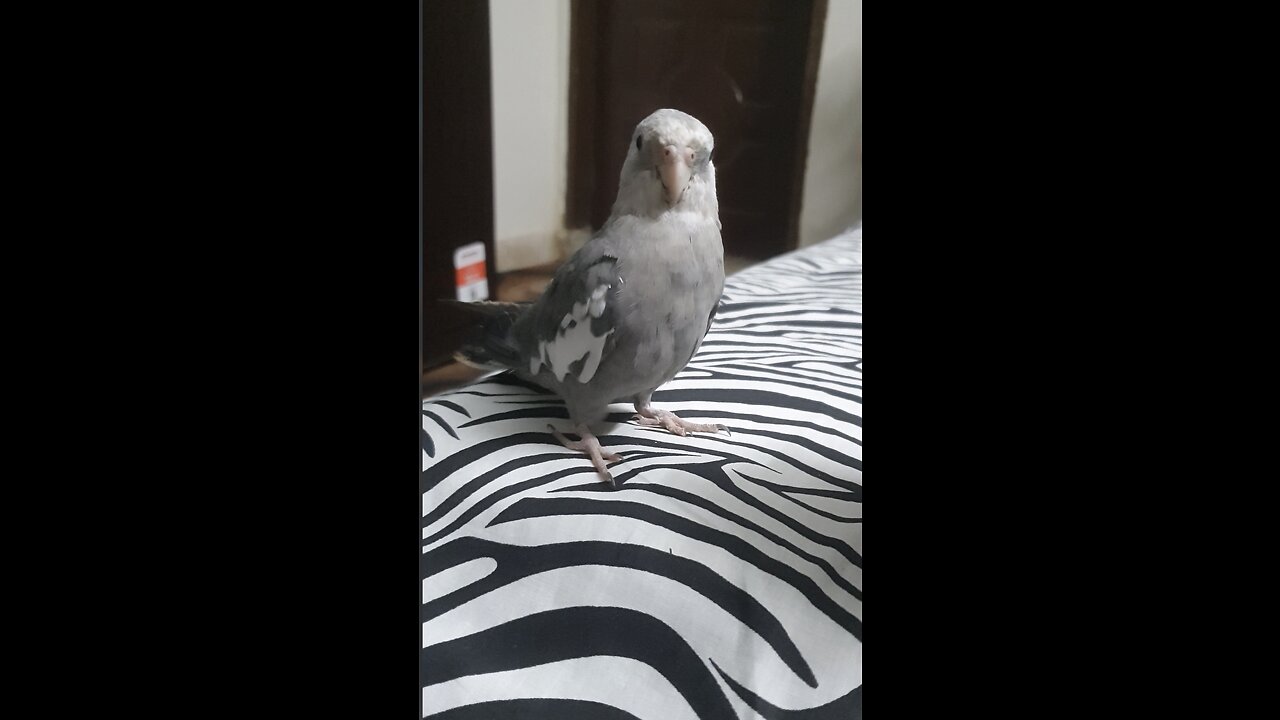 Cockatiel Parrot Taming session 1