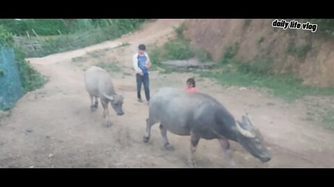The buffalo is liberated | daily life vlog