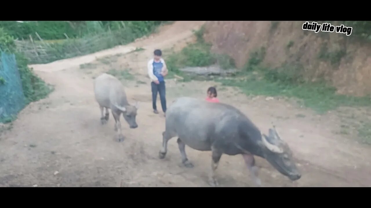 The buffalo is liberated | daily life vlog