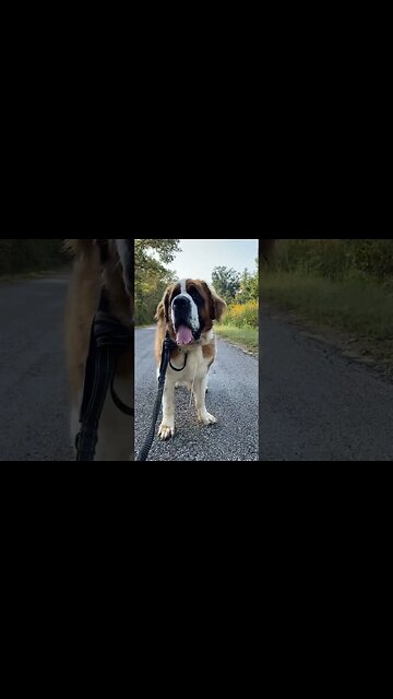 Our Boys Have Drool for Days #dog #drooling #stbernard