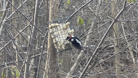 James Gardens Toronto Oasis for Happy Birds 5