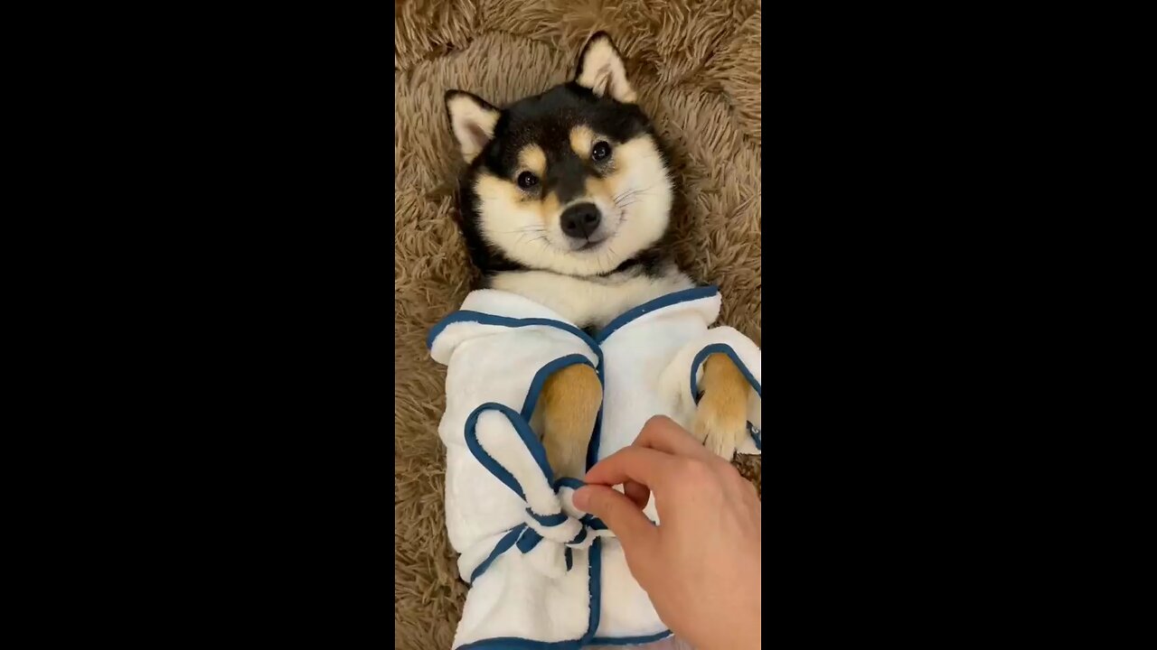 cute dog bathing