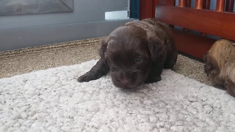 C Litter 3 weeks old today(3)