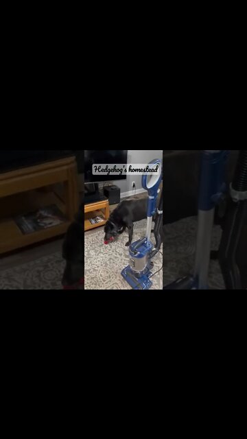 Hedgehog’s Homestead dogs￼#blacklab