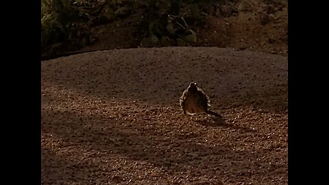 road runner in yard