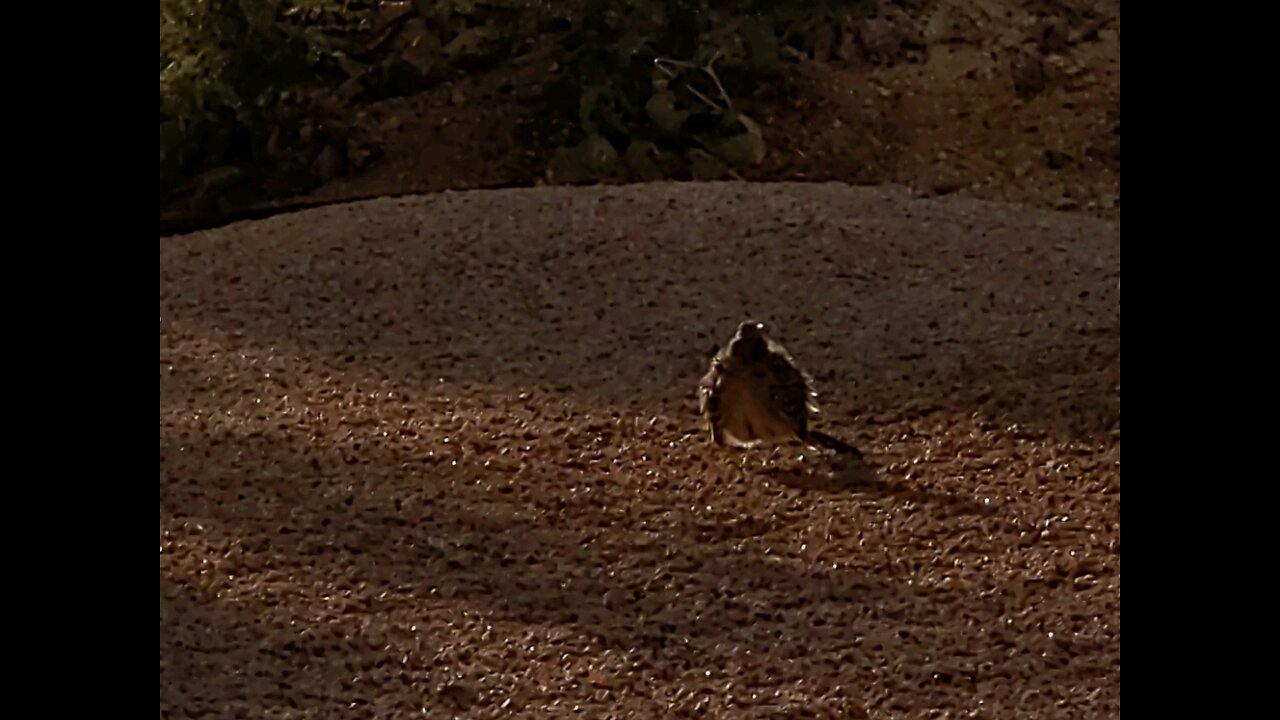 road runner in yard