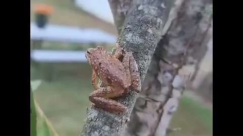 Southern cricket tree frog