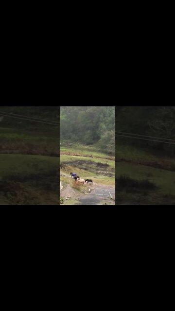 Horse herd staying close during flood