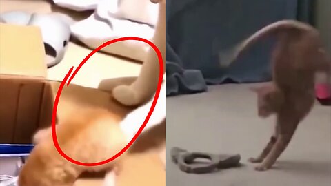 IT'S GOING DOWN BABY! - FUNNY CAT AND KITTEN
