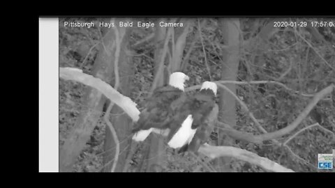 Pittsburgh Hays Eagles mate for 2nd time today 2020 01 29 556pm