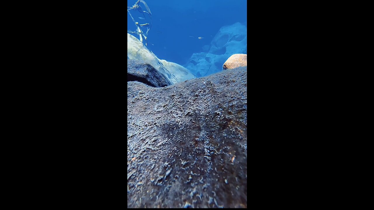 Amazing Underwater Shooting 📽