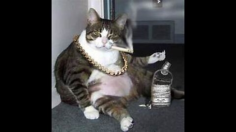 THUG MEOW LIFE/CATS FUNNY COMPLATION