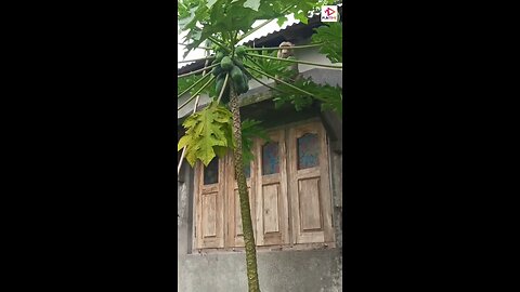 monkey eating papaya leaf