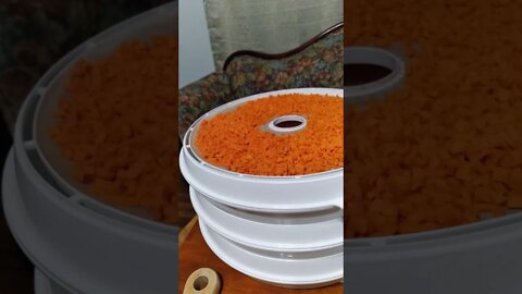 Carrot Dehydrating beginning