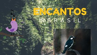 🐦🐦 O CANTO DO BIGODINHO 🐦🐦