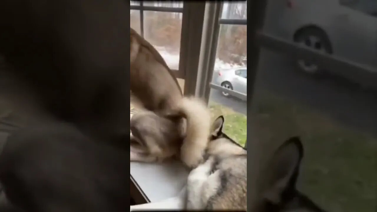 This looks like a good spot to sit...😂😳🐶