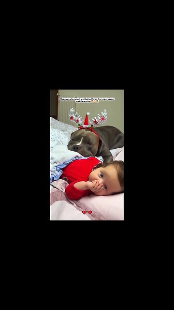 The man who raised a pitbull suffered from depression