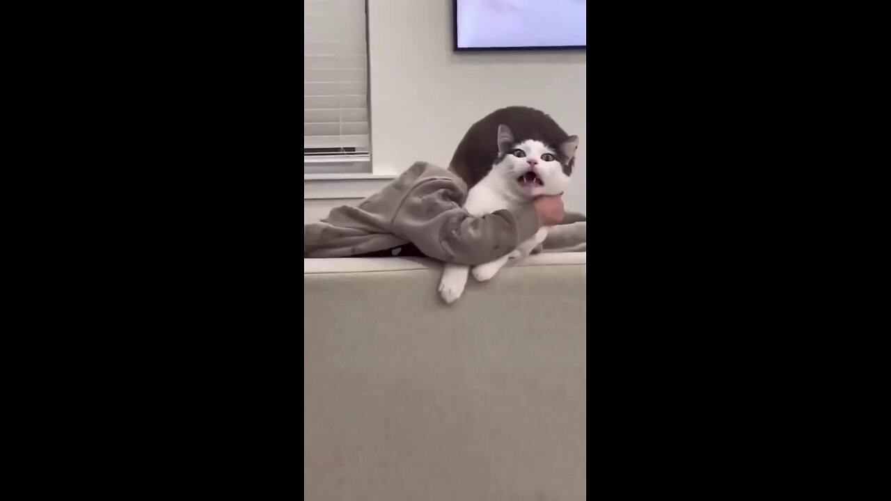 cute cat#cutecat#catlover#doglover#animallover#viral#trending#shorts