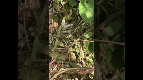 Black widow spider caught butterfly