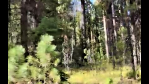 World Bigfoot Radio #129 pt. 3 - Fall in the Valley of the Giants