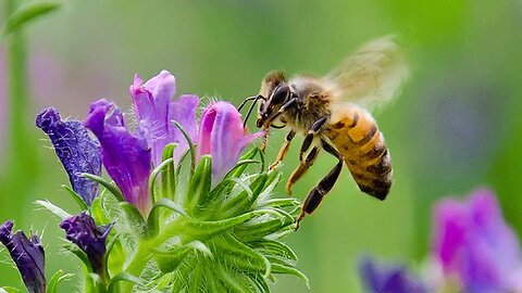 Flight Of The Bumblebee