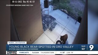 Bear spotted in residential areas and school parking lot in Oro Valley