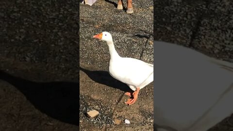 Male goose escapes enclosure in new home. A bit early for free range. Very cute.