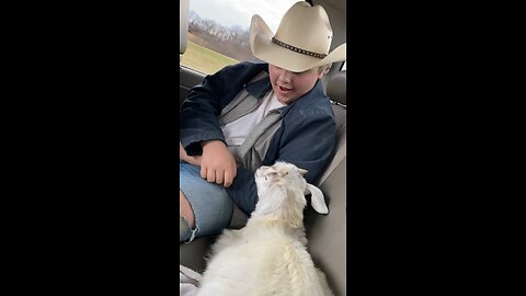 Goat