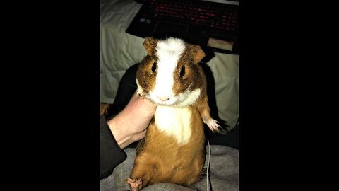 My Guinea pigs eating