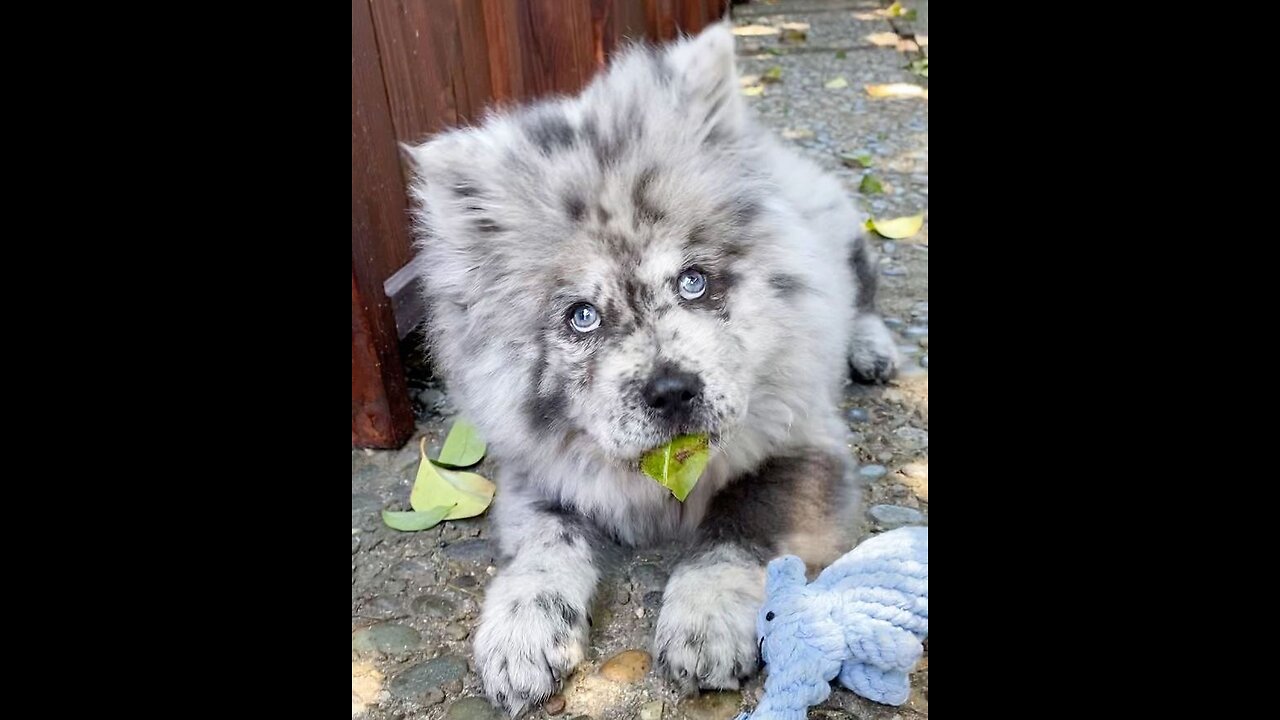 Merle Chow Chow Day 1 - Week 8 Transformation