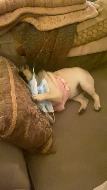 Pug does not like masks!