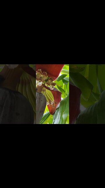 Bananas Are Coming In Nicely But Late In The Year