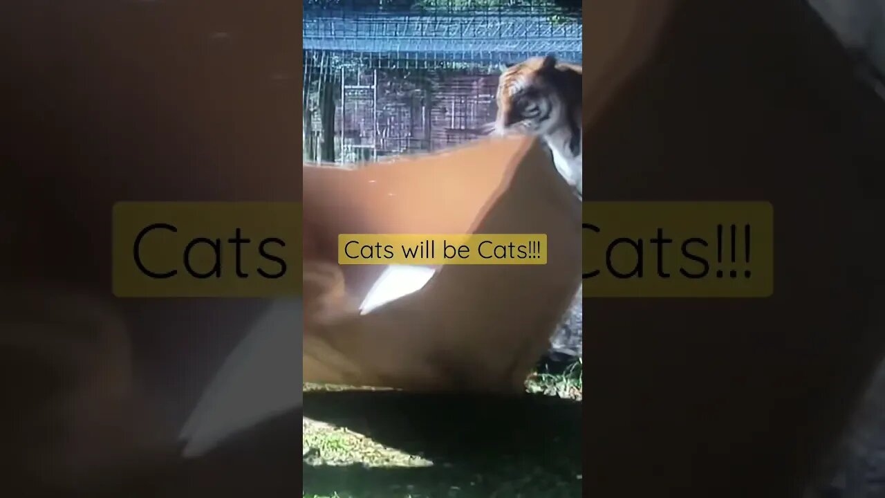 Cats will be Cats! #shorts #cat #animals #cats #funny #cute