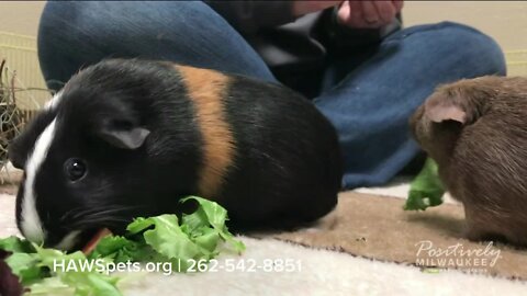 Pawsitively Milwaukee 3.19.23