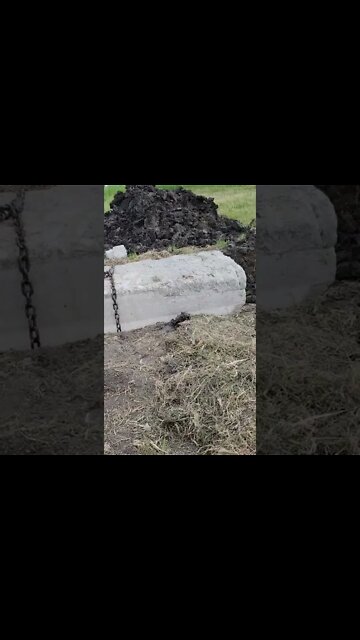 What Kind of Roots Are Those? #Shorts #Roots