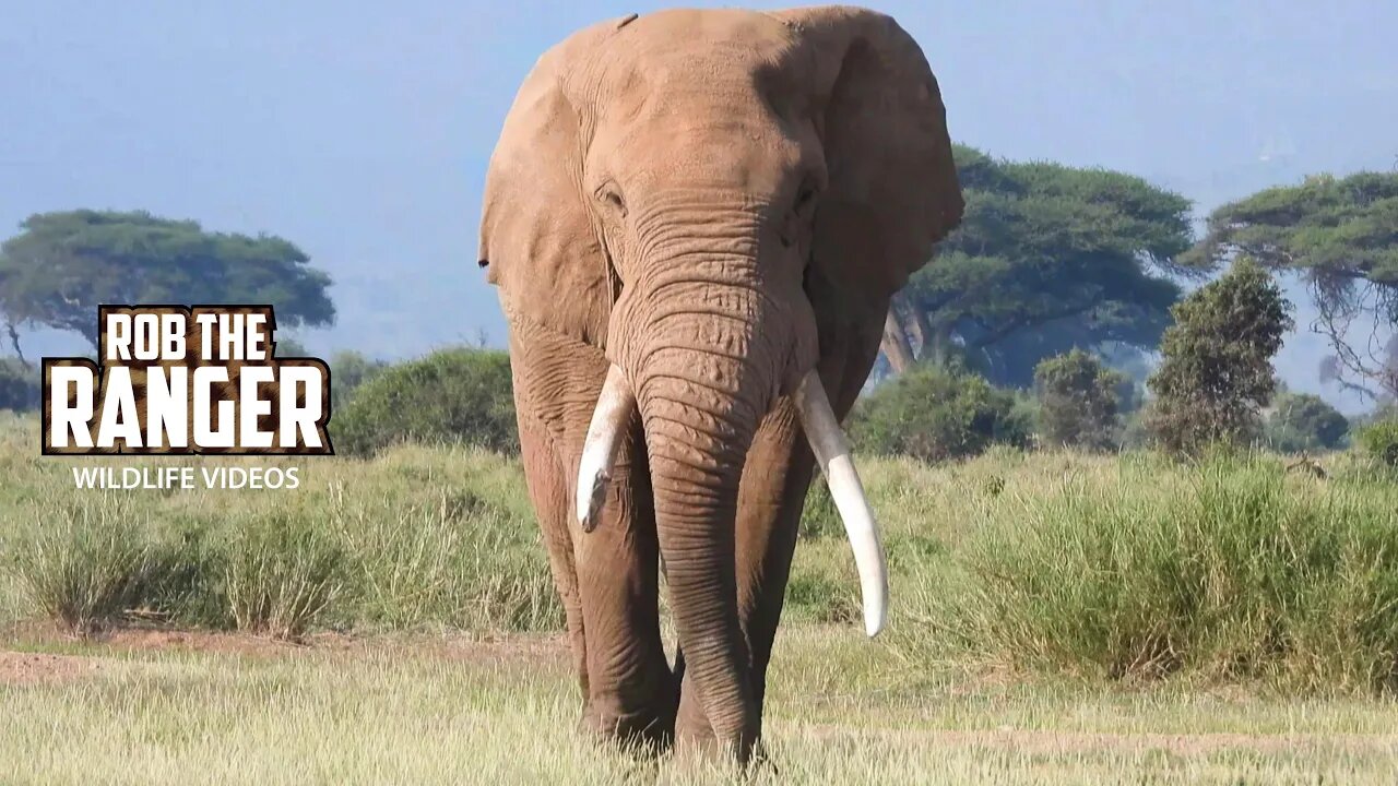 Amboseli Broken Tusk Tusker Elephant | Zebra Plains Safari