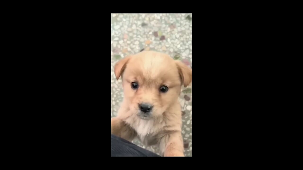 Baby dog#cute puppy barking#4kviral#shorts