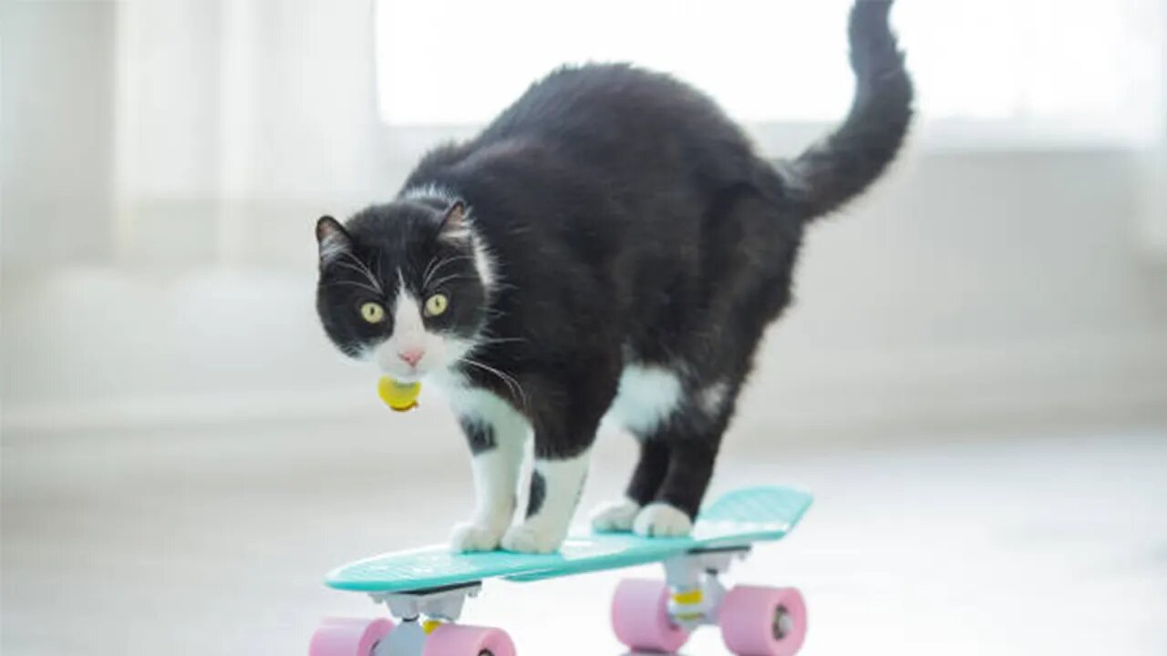 Cute Cat Funny : Super Trained Cat Doing Fun Routines