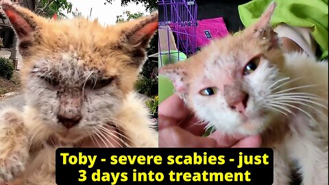 Toby the kitten with severe scabies update after 3 days