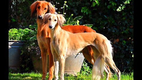 🐕 TOP 10 Differences Between Male And Female Dogs!