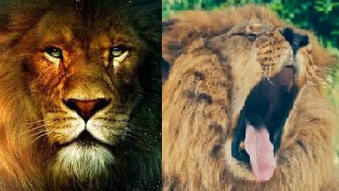 Top 3 breeds of loins