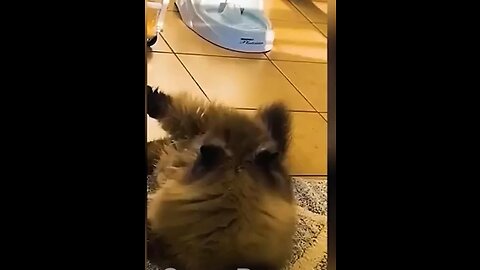 Funny Animal