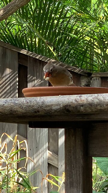 Ol Dog Face the Albino Female Northern Cardinal