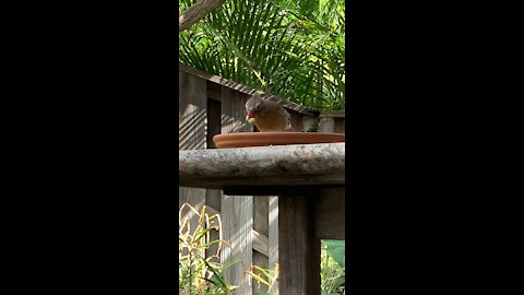 Ol Dog Face the Albino Female Northern Cardinal